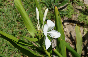 Orchideengarten10
