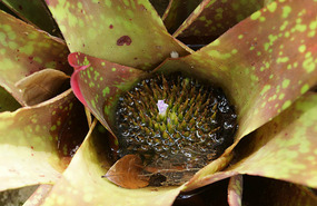 Orchideengarten16