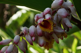 Orchideengarten17