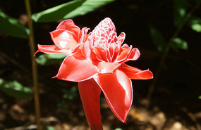 Orchideengarten18