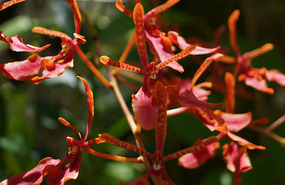 Orchideengarten2