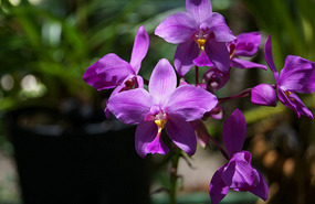 Orchideengarten3
