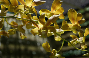 Orchideengarten4