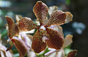 Orchideengarten5