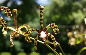 Orchideengarten6