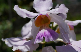 Orchideengarten9