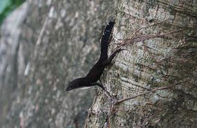 Salto de Soroa9