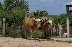 Farm1