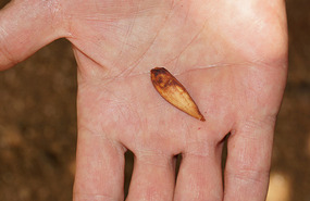 Farm19