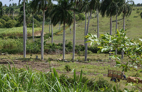 Farm22