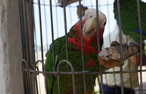 Farm27