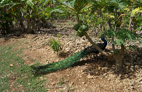 Farm7