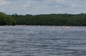 Flamingo Lagune10