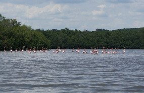 Flamingo Lagune11