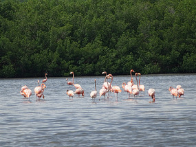 Flamingo Lagune12