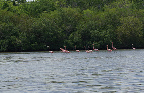 Flamingo Lagune14