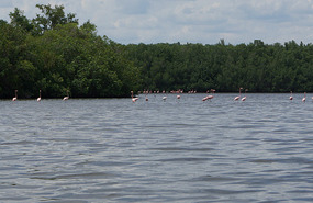 Flamingo Lagune15