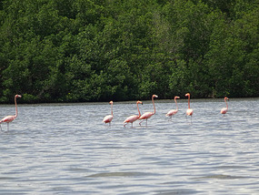 Flamingo Lagune16