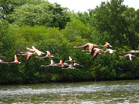 Flamingo Lagune17