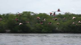 Video Flamingos