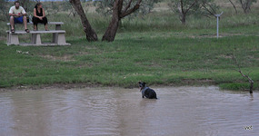 Julia Creek in soseda, ki opozorita na nevarnost