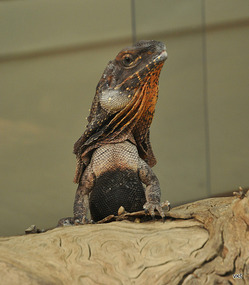 lepotec 2