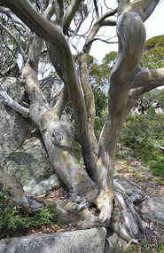 snowy gum 1