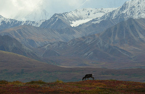 Caribou