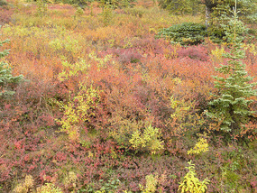 Colourful tundra