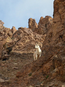 Dall's sheep