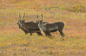 Caribou