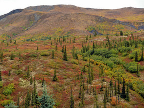 Fall colours