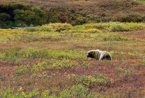 Grazing grizzly