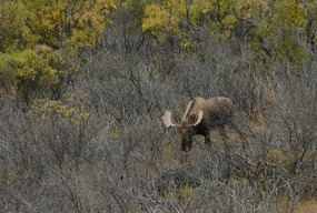 Mr Moose