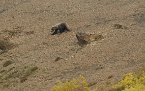 Grizzly bear