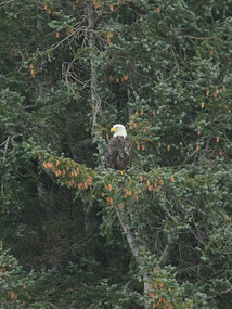 Bald eagle