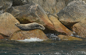 Lone Harbour seal