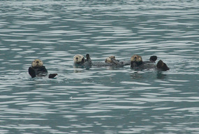 Raft of sea otters