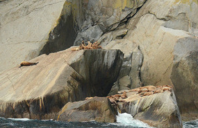 Steller sea lions on Aialik Cape