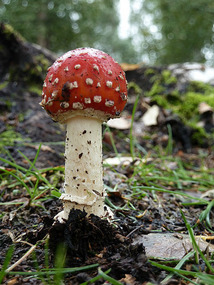 Fairy mushroom in Earthquake Park