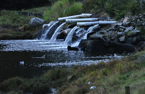 Bears fishing at the outfall pipes