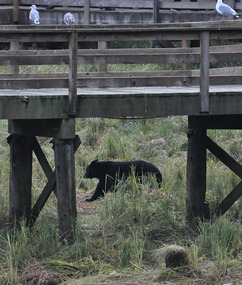 Black bear hunting