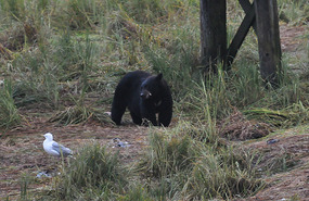 Black bear