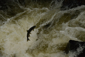 Salmon leaping