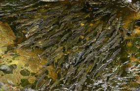 Salmon