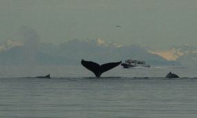 3 whales together
