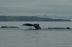 3 whales