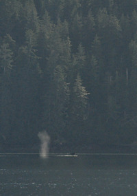 Blowing whales from the ferry