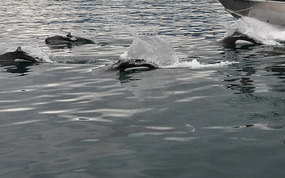 Dall's porpoises with boat