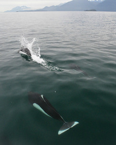 Dall's porpoises